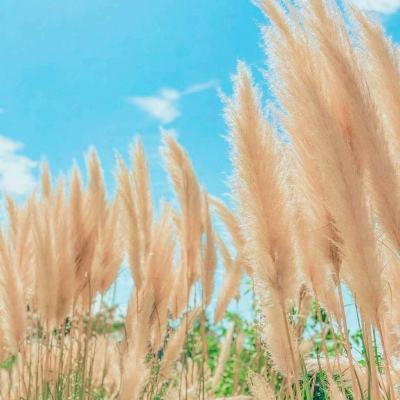 史诗拼图破解版下载