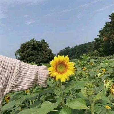 天宠岛手游果盘版下载